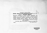 Sphaerella salicinearum image